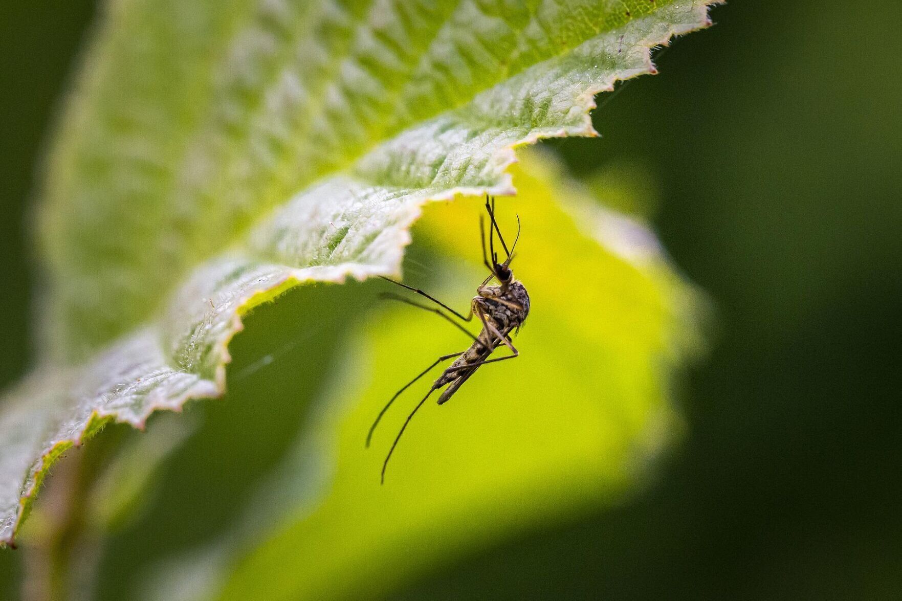 What about mosquito traps?
